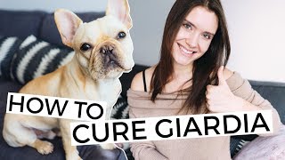 How to treat a puppy with Giardia [upl. by Porush]