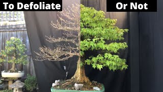 Defoliate Bonsai  When to do it and WHY Trident Maple example [upl. by Ahrat842]