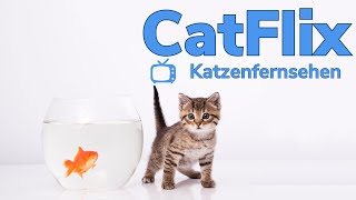 Katzenfernsehen Aquarium  Video für Katzen zur Unterhaltung  Fische im TV für Katzen  Catflix [upl. by Ahtenek409]