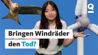 Sind Windräder eine Gefahr für Vögel  Wild Matters  Quarks [upl. by Eycal257]