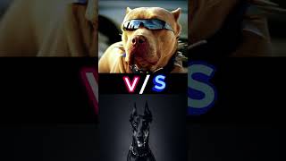 HUSKY VS DOBERMAN VS PITBULL II WHO WINS🎇🎉👑II husky lovers doberman lovers pitbull lovers [upl. by Riplex548]