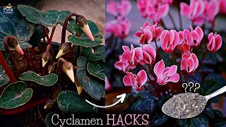 A Comprehensive Guide On Cyclamen Plant Care 6TRICKS [upl. by Bandeen499]