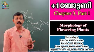 1 Botany  Chapter 3  Morphology of Flowering Plants Part 1 Malayalam  Hsslive [upl. by Varian]