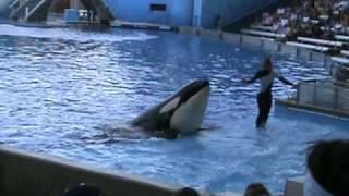 Dawn Brancheau la entrenadora y la orca [upl. by Ruffina]