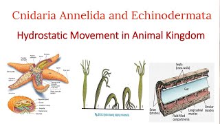 Hydrostatic Movement in Cnideria Annelida and Echinodermata Hydrostatic movement [upl. by Petracca]