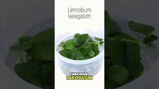 Limnobium laevigatum  Planta flotanta por excelencia ► [upl. by Enaej]