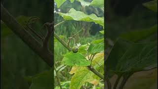 Solanum torvumSolanaceae family forestflower trending nature natureforest forests forest [upl. by Manara4]