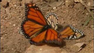 Monarch butterflies mating [upl. by Kerrin350]