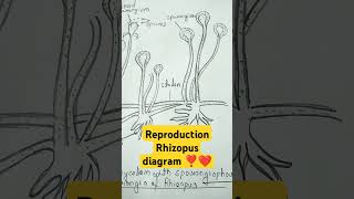 reproductions of Rhizopus zygospores botany diagram  youtubeshorts biology imp shortvideo ❤️❣️ [upl. by Possing]