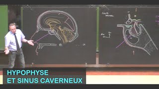 Anatomie de lhypophyse et des sinus caverneux Neuroanatomie 14 [upl. by Ewell]