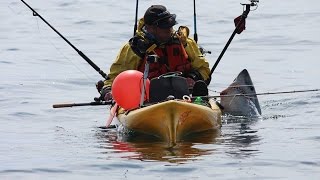 Porbeagle shark Catch and release huge one from a kayak Malin head [upl. by Seymour]