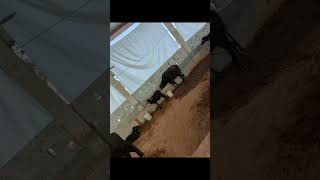 dairyfarm funny buffalo cow dairyshed [upl. by Llimaj]