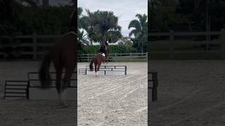 telley was so good tdy equestrain viralsounds trending viralshorts [upl. by Bethanne]