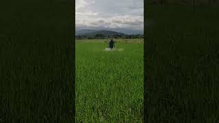 Spraying UNIGROW foliar fertilizer [upl. by Arathorn]