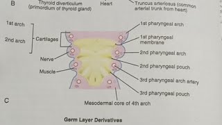 HDF is live pharyngeal arch derivative [upl. by Akenn]