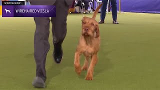 Wirehaired Vizslas  Breed Judging 2024 [upl. by Dreher]