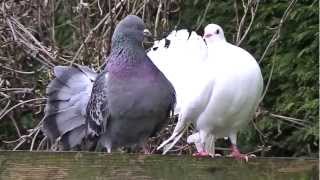 Fantail pigeon and fantail dove kissing [upl. by Ramu]