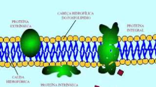 Membrana plasmática DAB [upl. by Willner]