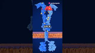 GPCR Signalling Explained  biology science knowledge facts shorts shortsvideo shortsfeed [upl. by Enela234]