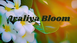 Araliya Bloom🌼 song Araliya Bloom [upl. by Aleemaj]