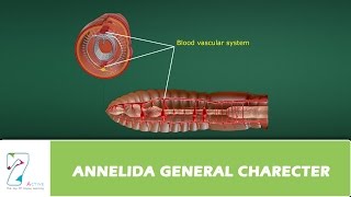 ANNELIDA GENERAL CHARECTER [upl. by Benedicto870]