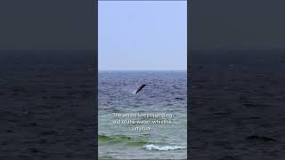 Sowerbys Beaked Whale in the Baltic Sea  Getfactual [upl. by Ellezaj243]