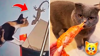 Funniest Animals 2023 😻 Best Funny Cats and Dogs Videos 😍🐶 Part 15 [upl. by Blakely]