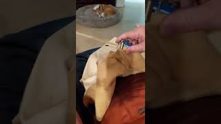 Rough cutting deerskin into string or lace whole hide [upl. by Jessee669]