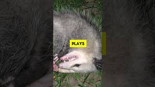 How is possum playing dead [upl. by Layol160]