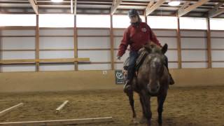 Extreme Horse Bridleless Obstacles [upl. by Amble]