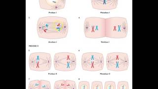Meiosen  kønscelledelingen [upl. by Nosila]
