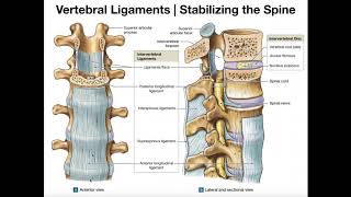 The Major Ligaments of the Spine [upl. by Oedama]