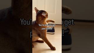 Abyssinian kitten DRAMA 😂 aka playtime abyssinian funnycats fyp catshorts catlover [upl. by Horick431]