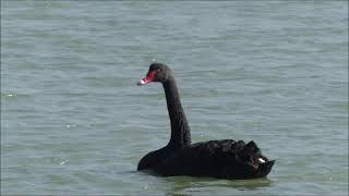 Deux Auvergnats en Vendée le passage du Gois à Noirmoutier [upl. by Machos]