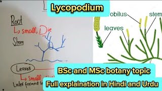 LycopodiumMorphologyCharacteristicsLife cyclePteridophytes [upl. by Gnihc]