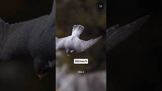 How Paregrine Falcon Attack 😱 [upl. by Erdeid192]