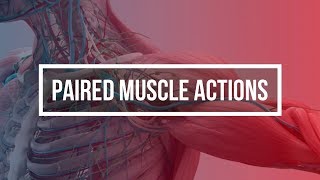 PAIRED MUSCLE ACTIONS [upl. by Hsepid]