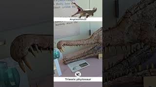 Angistorhinus Triassic Phytosaur on Display [upl. by Chenee682]