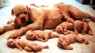 Dog Gives Birth But Then The Doctor Discovers They Are NOT Puppies [upl. by Haleelahk]