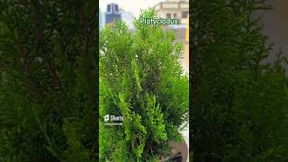 Platycladus is a monotypic genus of evergreen coniferous trees in the cypress family Cupressaceae [upl. by Lessur270]