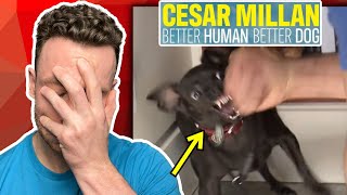 Real Dog Trainer Reacts To BRAINLESS Cesar Millan  dog trainer reacts [upl. by Koball503]