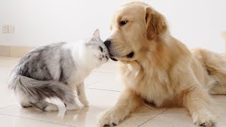 Cat Wants Constant Attention From Golden Retriever [upl. by Alaik]