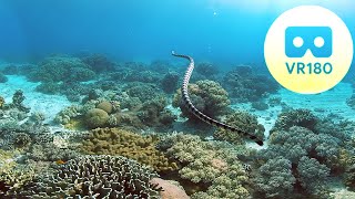 VR180 Virtual Dive with Sea Snake Clown Fish Coral Reef  5mins  3D 57K Oculus VR [upl. by Ahl]