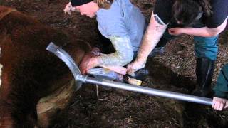 How to properly use a calf jack to deliver a calf [upl. by Madella]