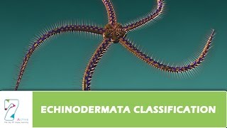 ECHINODERMATA CLASSIFICATION Part1 [upl. by Ennyletak76]