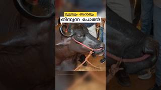 10 ബെൻസ്സിൻ്റെ വിലയുള്ള പോത്ത് anmol buffalo malayalam shorts [upl. by Halfon]