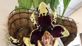 Stanhopea tigrina [upl. by Irej]