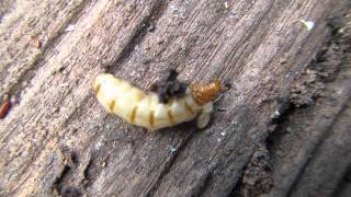 Termite Queen found in a nest near a home [upl. by Kin]