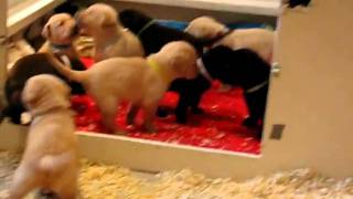 Lab Puppies Chocolate Yellow Black Labrador Retrievers 3 weeks 6 days old [upl. by Biamonte899]