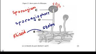 Parts of a Rhizopus and their Functions [upl. by Rhonda232]